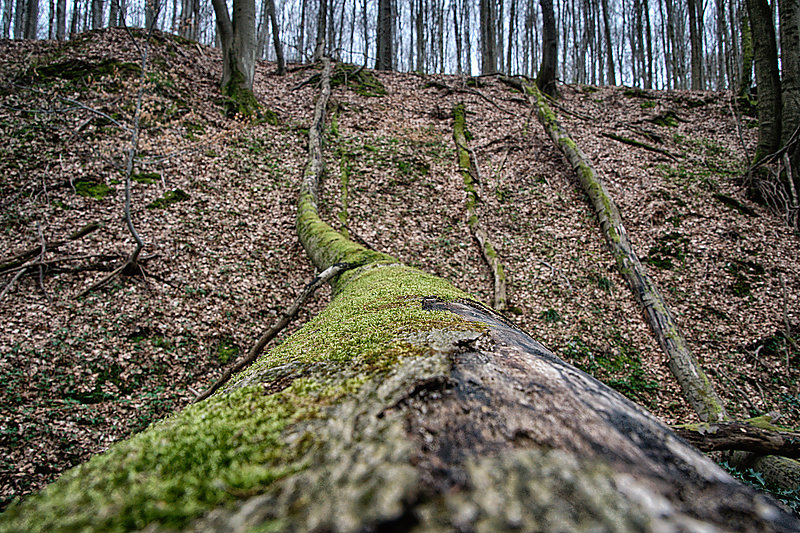 Bernhard Saalfeld - Tretschbachtal (5v9)